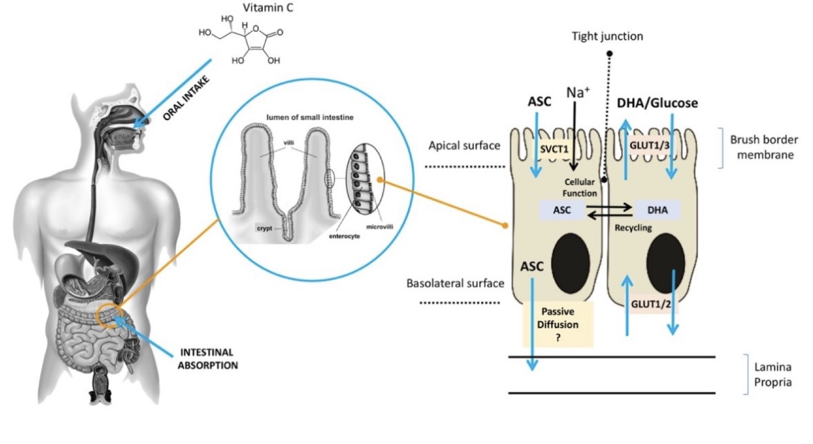 Scientific figure associated with the Antioxidants review on ascorbic acid and chronic disease